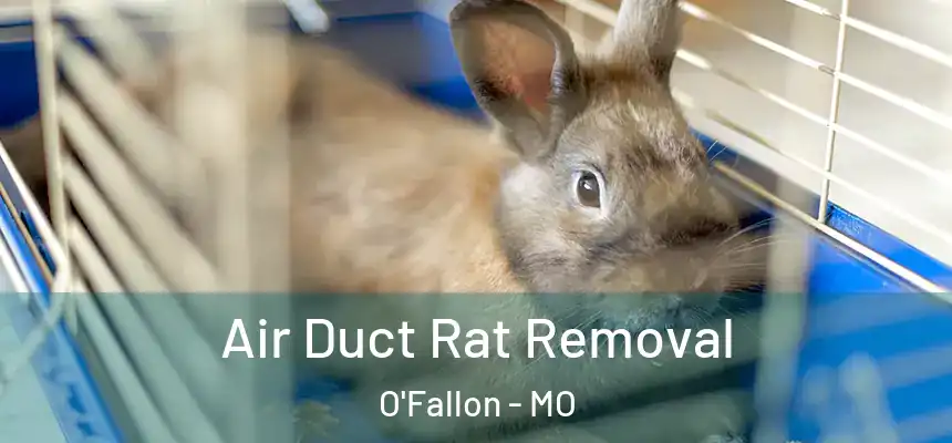  Air Duct Rat Removal O'Fallon - MO